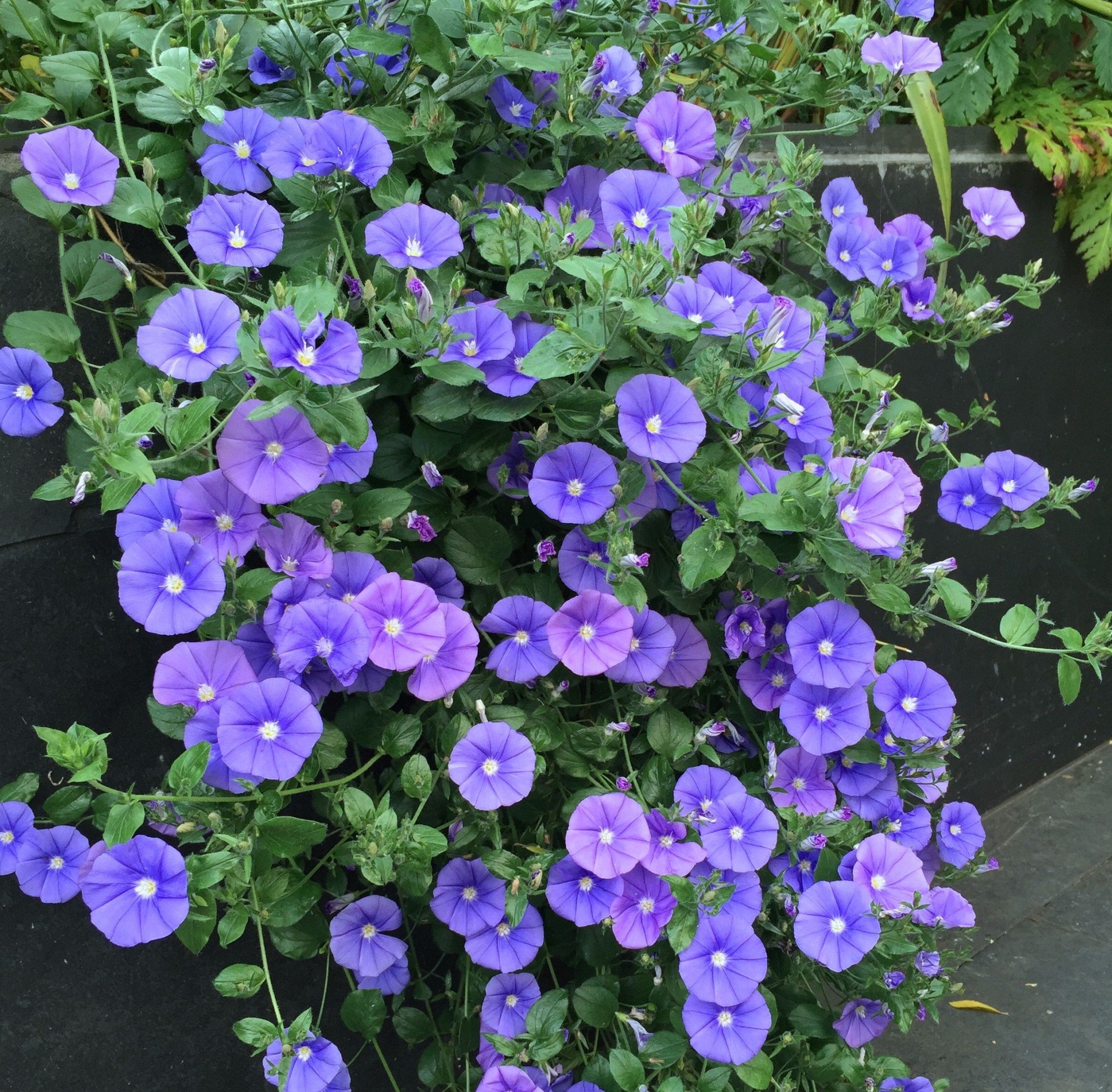 Convolvulus Sabatius Fidesi Mavi Çiçekli Yayılıcı Sarkan