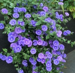 Convolvulus Sabatius Fidesi Mavi Çiçekli Yayılıcı Sarkan 0-20 cm