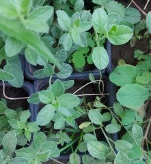 Convolvulus Sabatius Fidesi Mavi Çiçekli Yayılıcı Sarkan