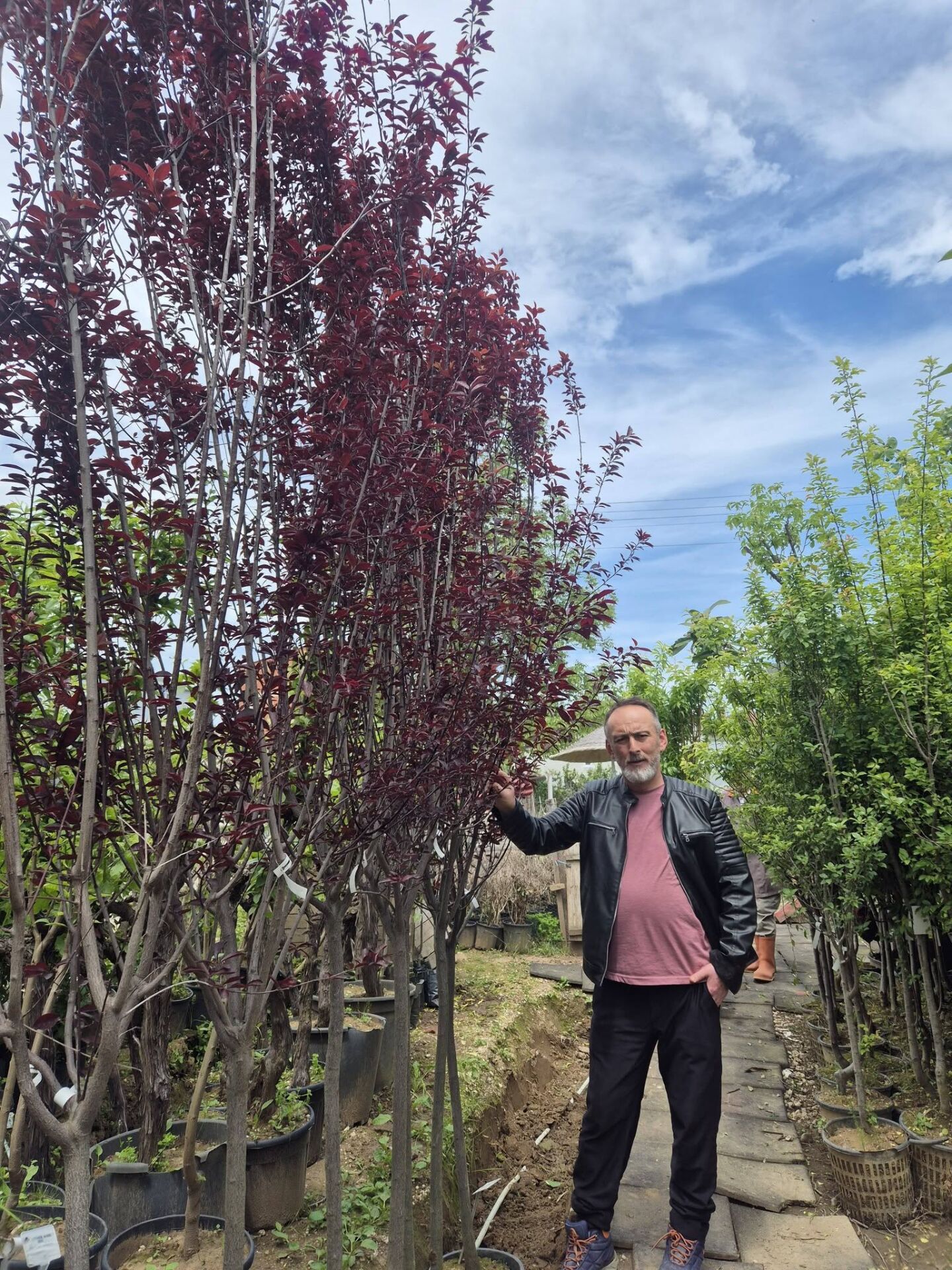 Süs Eriği Ceracifera Pissardii Nigra Boy 250-300 cm-Gövde Çevresi 12-14 cm