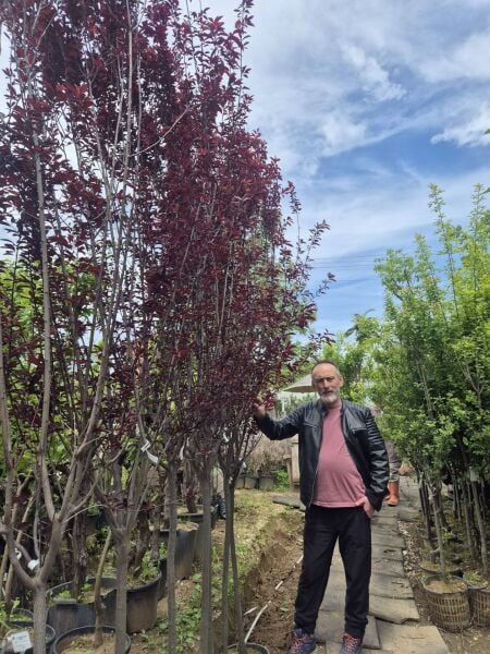 Süs Eriği Ceracifera Pissardii Nigra Boy 250-300 cm-Gövde Çevresi 12-14 cm