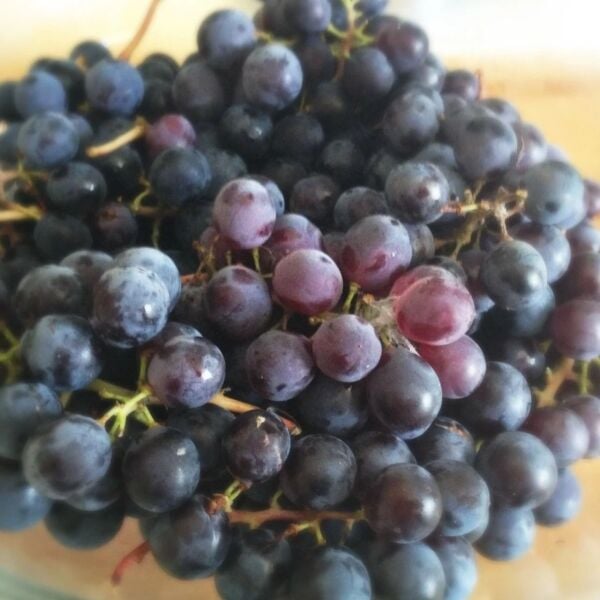 Kokulu Üzüm Fidanı 5 Yaş- 200 cm Boy