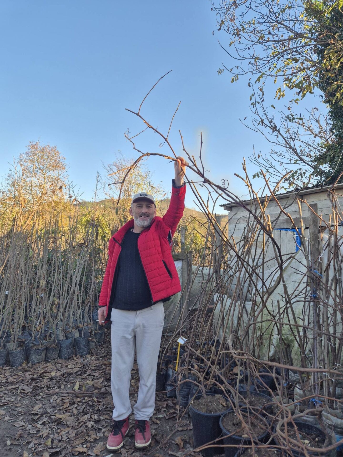 Kokulu Üzüm Fidanı 5 Yaş- 200 cm Boy