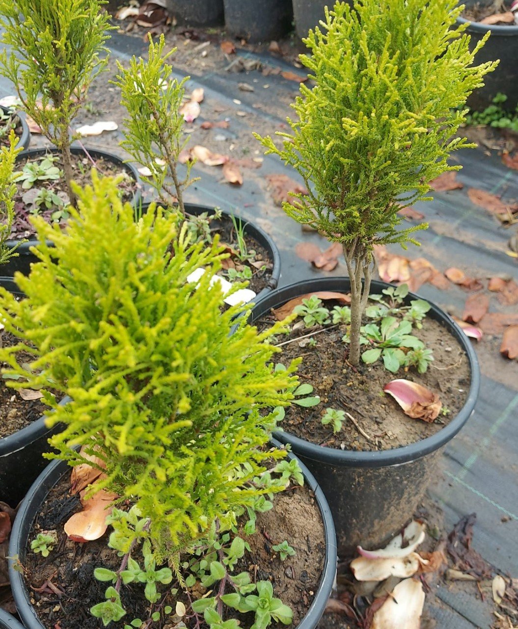 Limoni Servi Cupressus Macrocarpa Goldcrest 40-50 Cm-Sütün Formlu