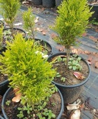 Limoni Servi Cupressus Macrocarpa Goldcrest 40-50 Cm-Sütün Formlu
