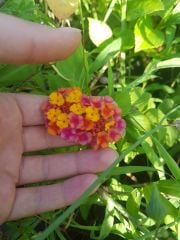 Lantana Camara (Mor- Sarı Çiçekli)