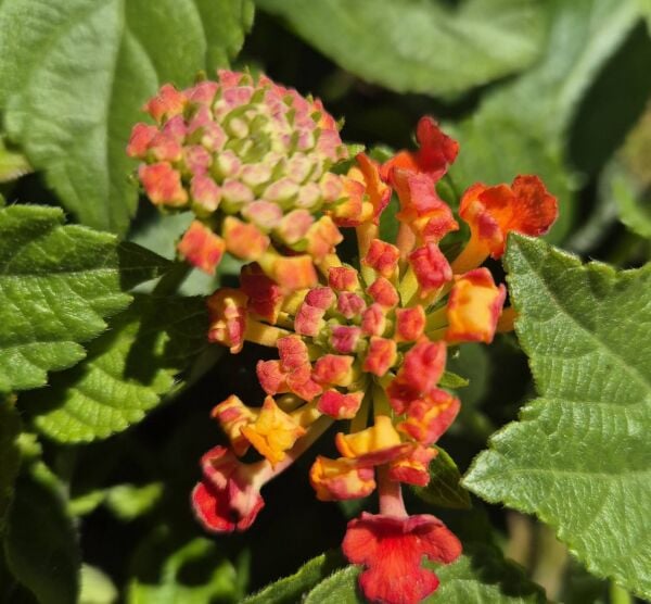 Lantana Camara Üç Renk Bol Çiçekli