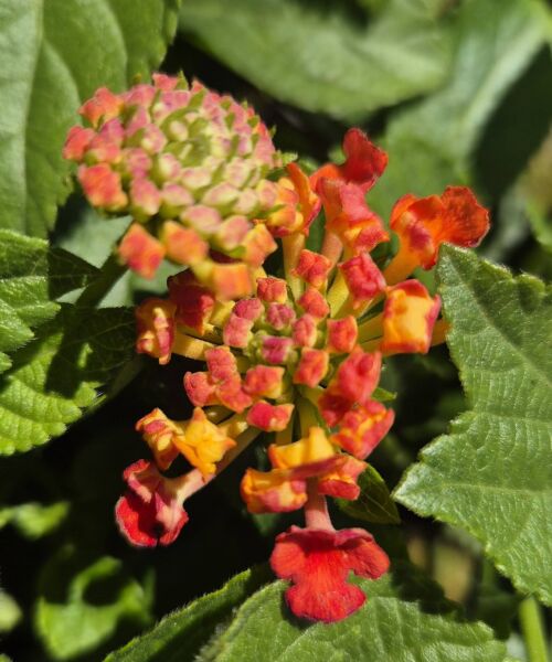 Lantana Camara Üç Renk Bol Çiçekli