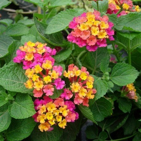 Lantana Camara (Mor- Sarı Çiçekli)