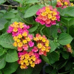 Lantana Camara (Mor- Sarı Çiçekli)