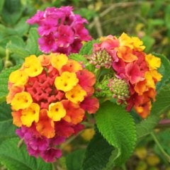 Lantana Camara (Mor- Sarı Çiçekli)