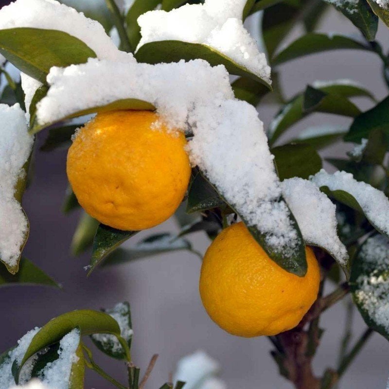 Citrus junos-Yuzu Portakal -20 dereceye dayanıklı 20 cm