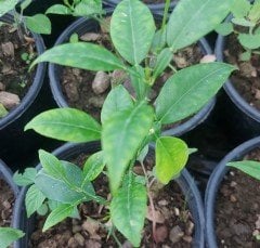 Citrus junos-Yuzu Portakal -20 dereceye dayanıklı 20 cm