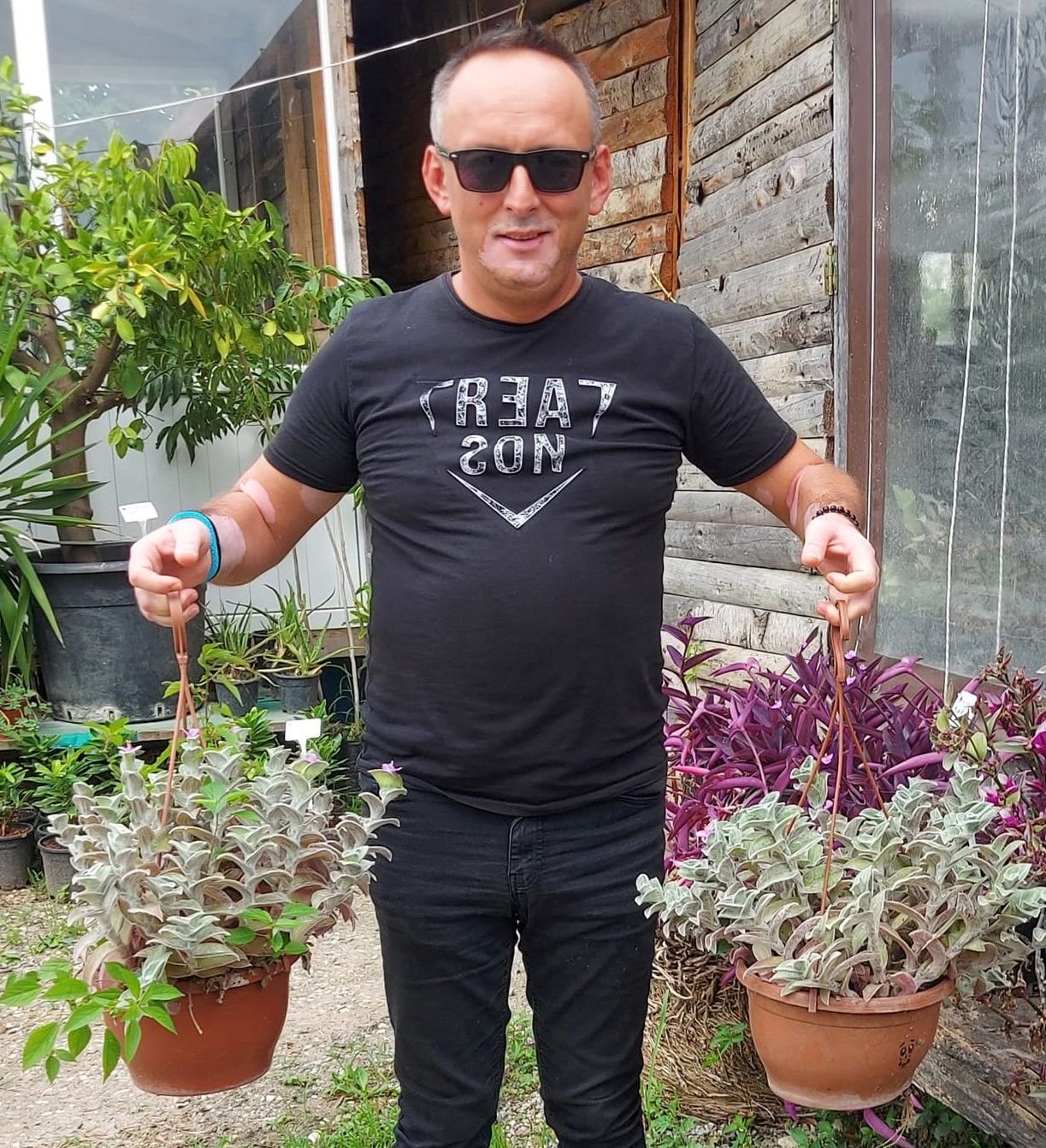 Askılı Saksıda Tüllü Telgraf Çiçeği Fidesi Tradescantia Sillamontana