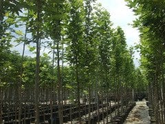 Dişbudak (Fraxinus Excelsior)  Boy 400-500 cm-Gövde Çapı 16-18 cm