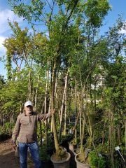 Dişbudak (Fraxinus Excelsior)  Boy 400-500 cm-Gövde Çapı 16-18 cm