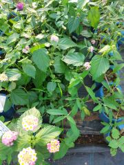 Pembe Lantana Fidesi Ağaç Minesi Camara Esperanta Pink
