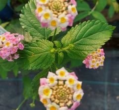 Pembe Lantana Fidesi Ağaç Minesi Camara Esperanta Pink