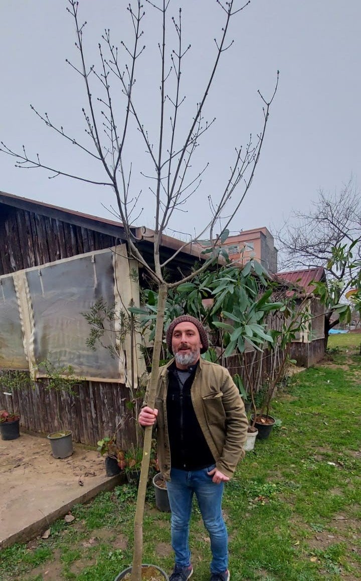 Acer negundo (Dişbudak Yapraklı Akçaağaç) 350-400 cm