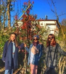 Alev Ağacı Photinia Fraseri Red Robin 200-220