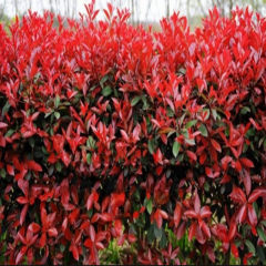 Alev Ağacı Photinia Fraseri Red Robin 230-250