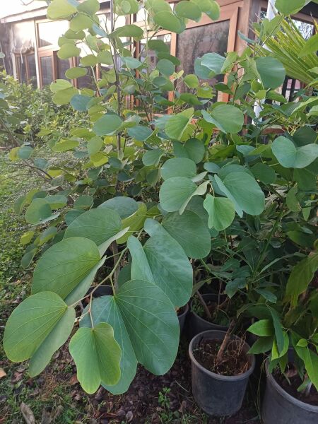 Bauhinia Purpurea (Mor Orkide Ağacı) 10 Yaş- 200 cm