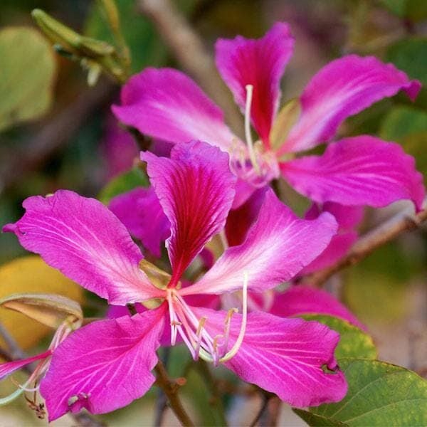 Bauhinia Purpurea (Mor Orkide Ağacı) 10 Yaş- 200 cm