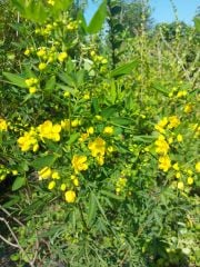 Cassia İri Çiçekli Fidanı 120 cm