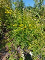 Cassia İri Çiçekli Fidanı 170 cm-Bol Çiçekli