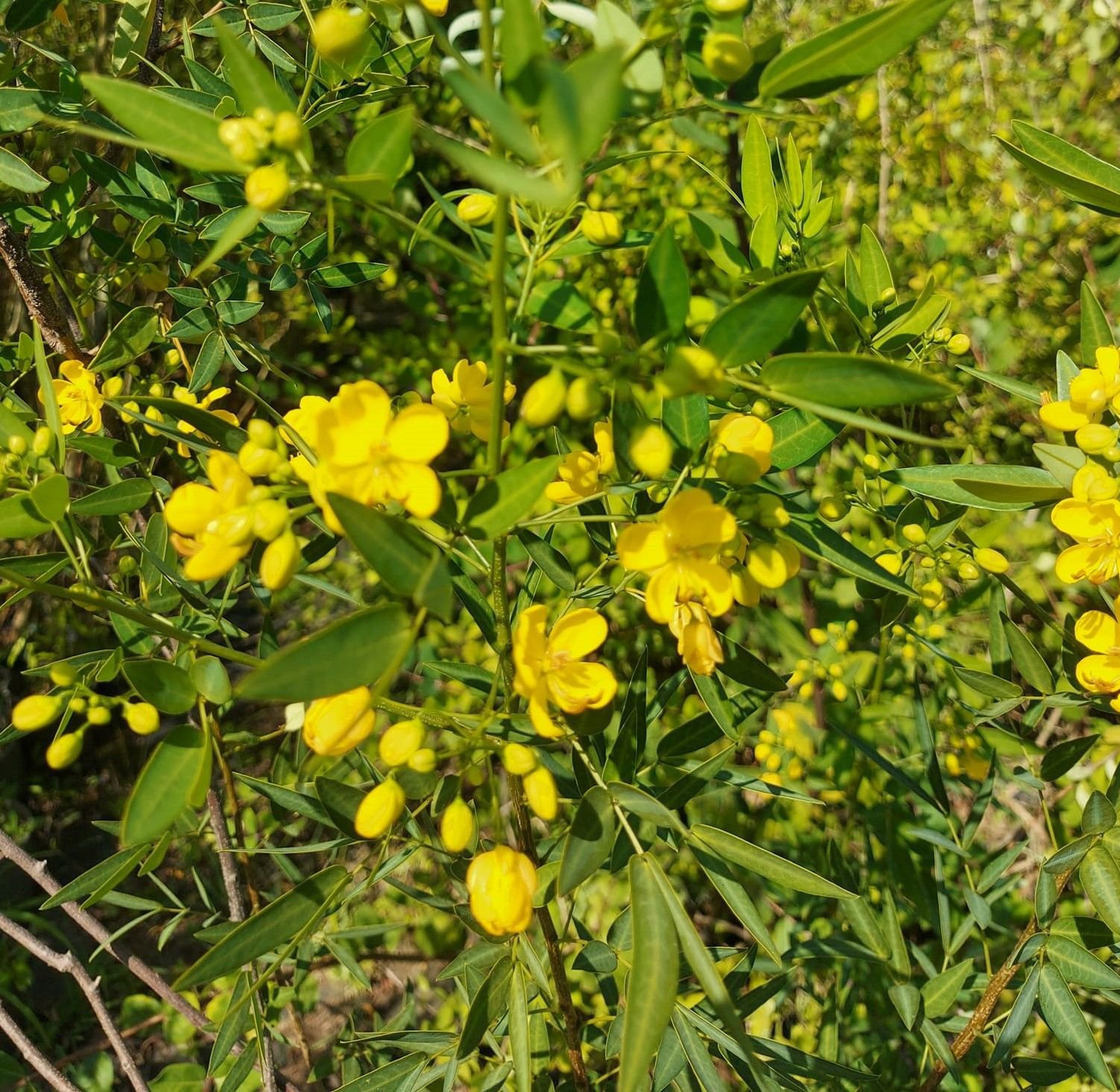 Cassia İri Çiçekli Fidanı 120 cm