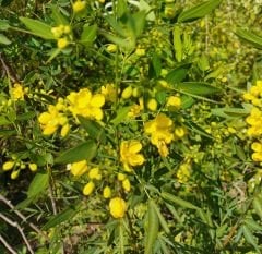 Cassia İri Çiçekli Fidanı 120 cm