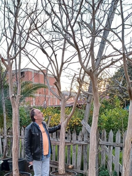 Oya Ağacı Fidanı 25 Yaş-Boy 350 cm-Gövde Çevresi 32-34 cm