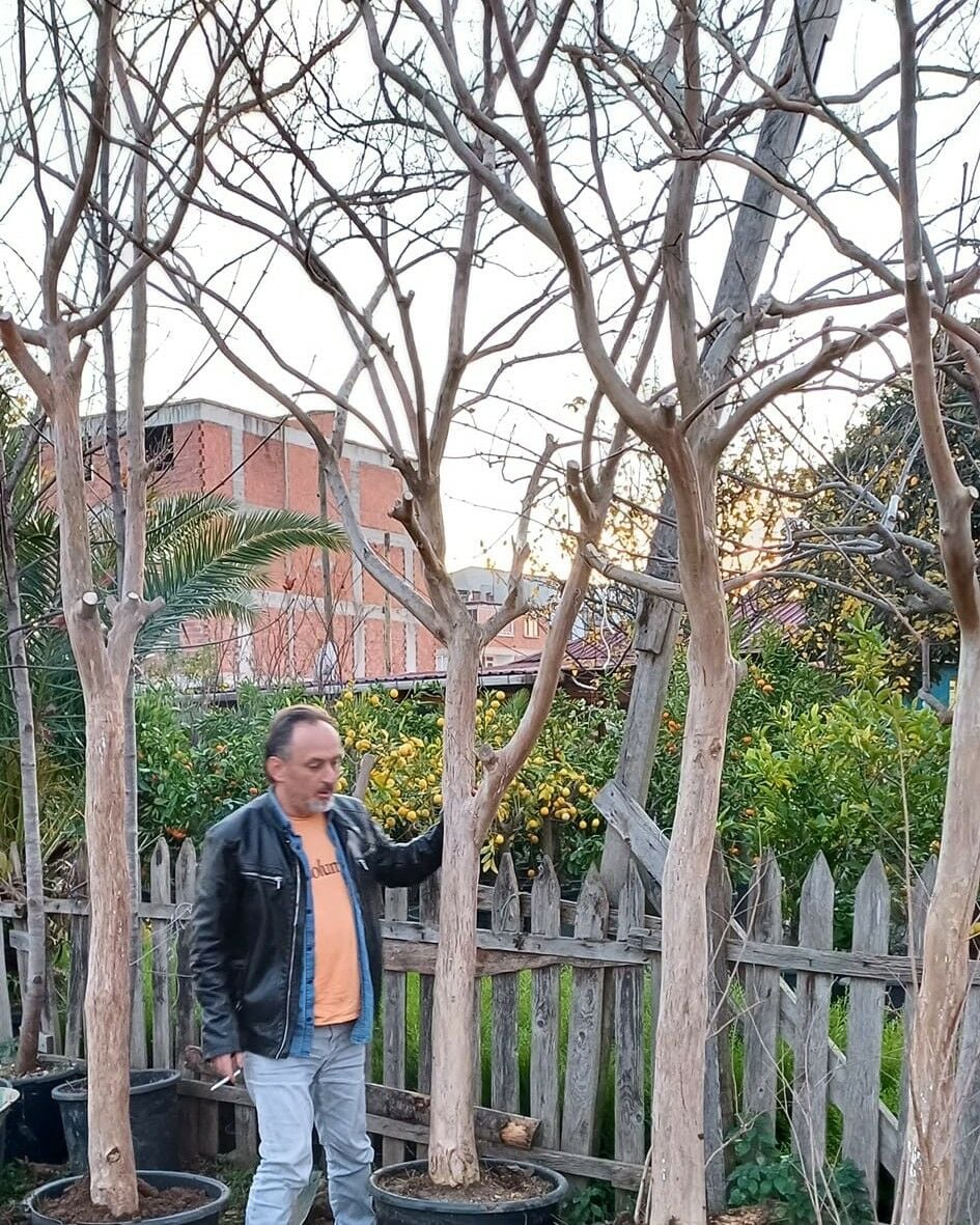 Oya Ağacı Fidanı 25 Yaş-Boy 350 cm-Gövde Çevresi 32-34 cm