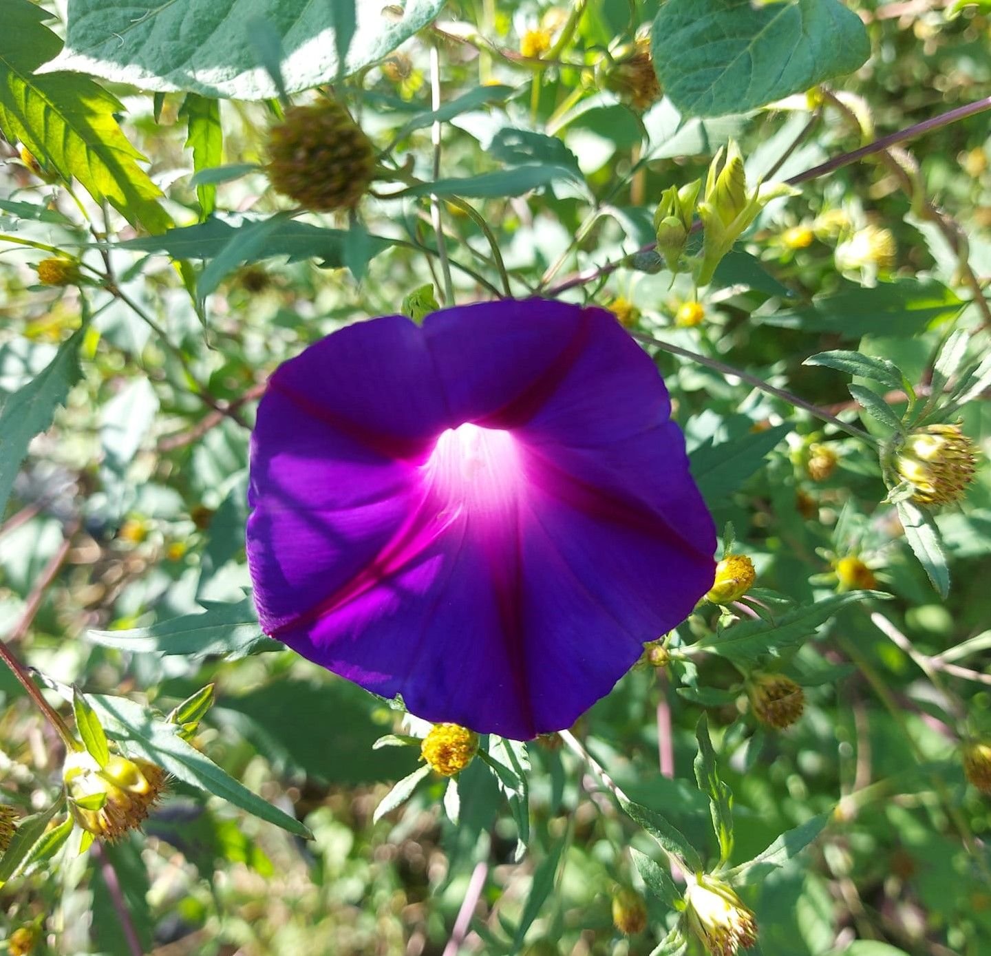 Mor İpomoea İndica Sarmaşık Fidesi