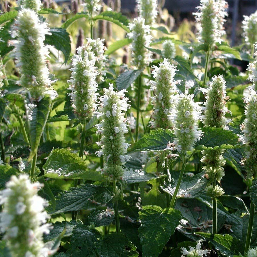 Beyaz Zufaotu Fidanı Hyssopus Officinalis White Hyssop