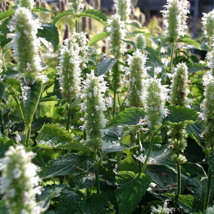 Beyaz Zufaotu Fidanı Hyssopus Officinalis White Hyssop