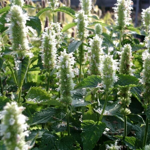 Beyaz Zufaotu Fidanı Hyssopus Officinalis White Hyssop