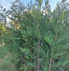 Cupressus Leylandi Fidanı 200 cm ve Üstü-Saksılı