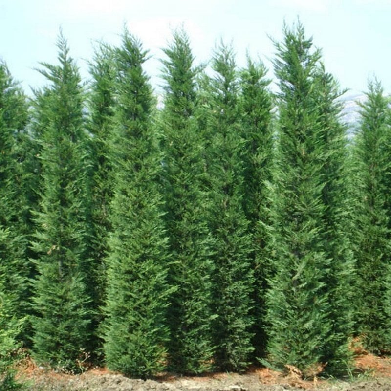 Cupressus Leylandi Fidanı 200 cm ve Üstü-Saksılı