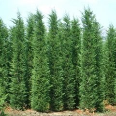 Cupressus Leylandi Fidanı 200 cm ve Üstü-Saksılı