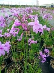 Tulbaghia Violacea -Sosyete Sarımsağı Fidanı