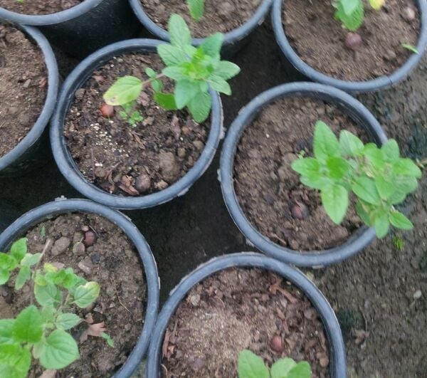 Icing Sugar salvia Greggii Fidesi Perenyal Süs Adaçayı