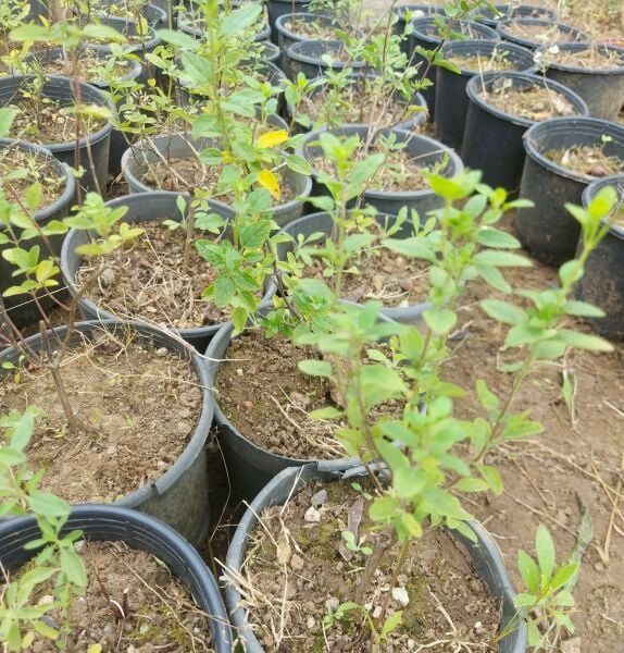 Icing Sugar salvia Greggii Fidesi Perenyal Süs Adaçayı