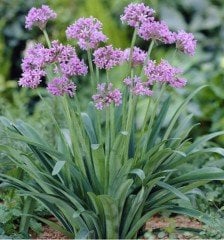 Tulbaghia Violacea -Sosyete Sarımsağı Fidanı