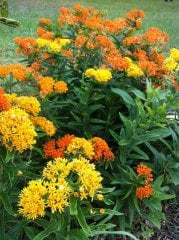Buddleja × weyeriana 'Sungold' -Sarı Kelebek Çalısı Fidanı