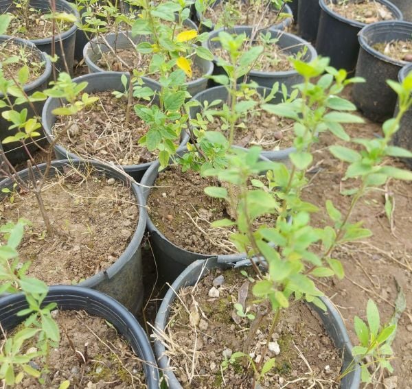 Salvia Pink Dream Fidesi Perenyal Süs Adaçayı