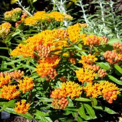 Buddleja × weyeriana 'Sungold' -Sarı Kelebek Çalısı Fidanı