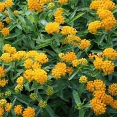 Buddleja × weyeriana 'Sungold' -Sarı Kelebek Çalısı Fidanı