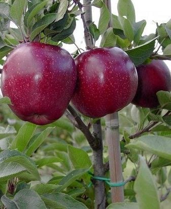 Elma ( Jeromini) Tam Bodur 100 cm