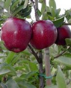 Elma ( Jeromini) Tam Bodur 100 cm